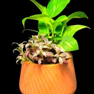 Fittonia & Money Plant in Ceramic Pot