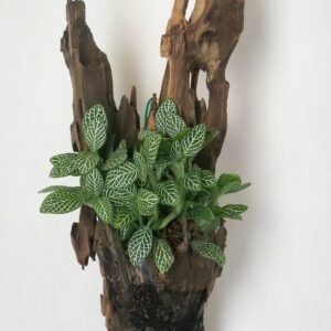 Living Wood Wall Art