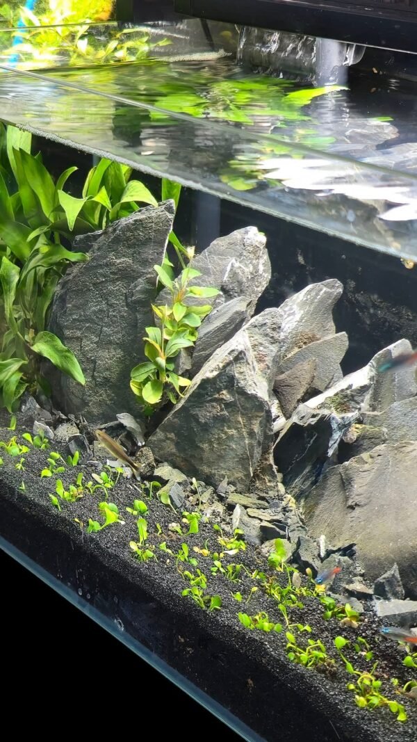 Mountain Aquascape Aquarium - Image 2