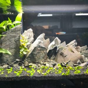 Mountain Aquascape Aquarium