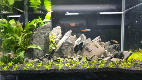 Mountain Aquascape Aquarium