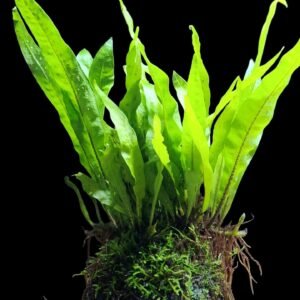 Java Fern on Coco Shell with Java Moss