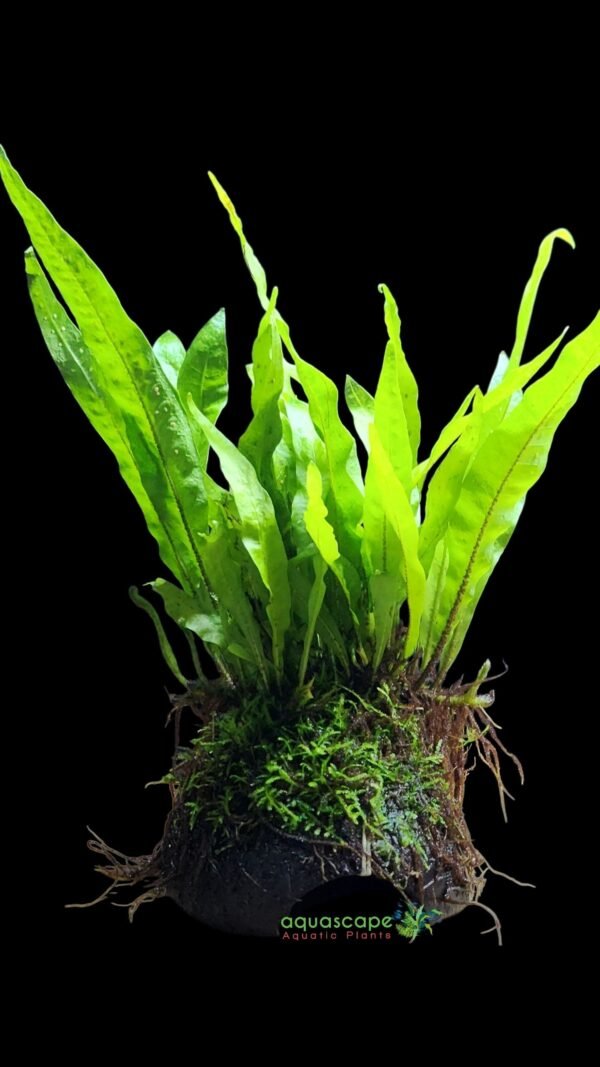 Java Fern on Coco Shell with Java Moss