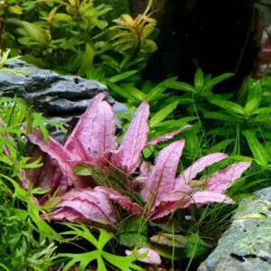 Cryptocoryne wendtii 'Pink'