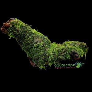 Java Moss on Driftwood vesicularia dubyana