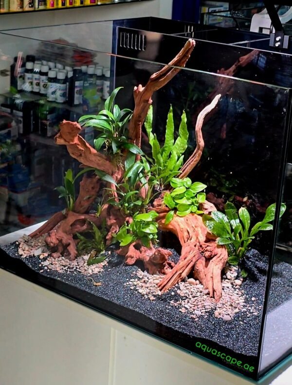 Ready Aquascape Aquarium for sale