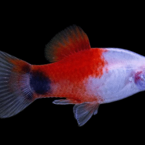 Micky Mouse Platy Fish