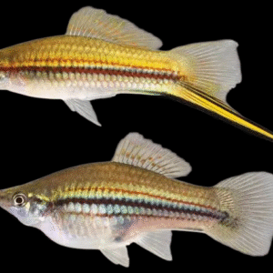 Green Sword tail platy fish