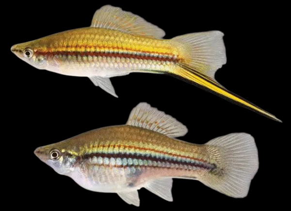 Green Sword tail platy fish