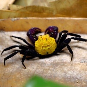 Yellow Vampire Crab