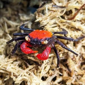 Red Vampire Crab