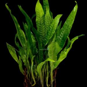 Java fern on lava rock Size XL
