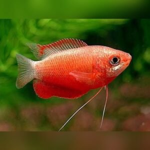 Honey Gourami