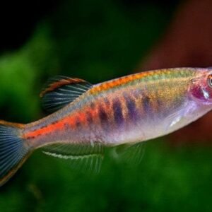 Glow Light Danio