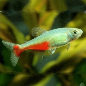 Green Fire Tetra AKA Red belly tetra
