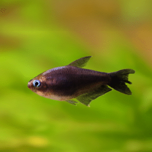 Black Emperor Tetra