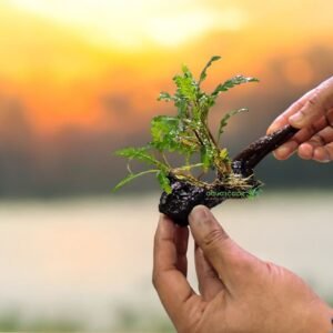 Hygrophila pinnatifida on Driftwood