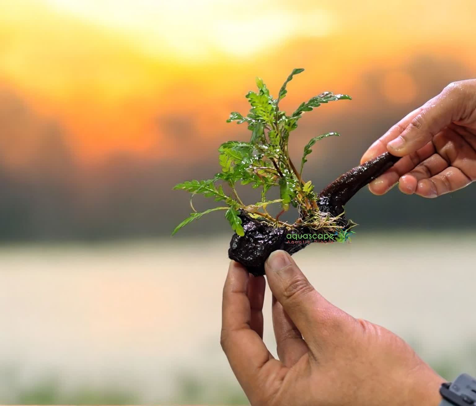 Hygrophila pinnatifida on Driftwood