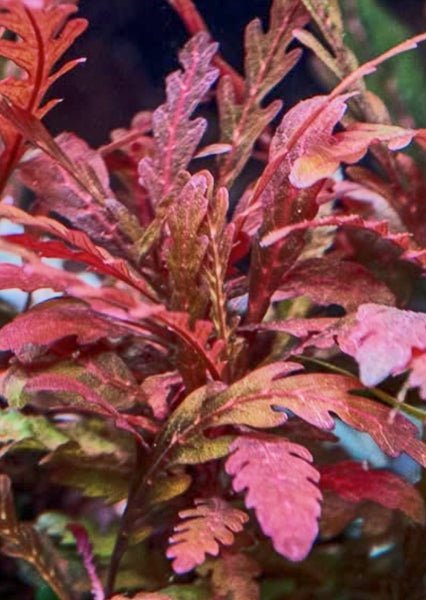 Hygrophila Pinnatifida “Roseus” TC