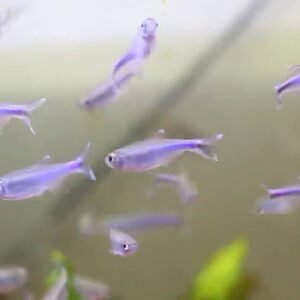 Blue King Tetra