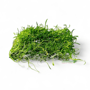 Lilaeopsis brasiliensis - Easy Carpet plant pregrown carpet 15x10cm