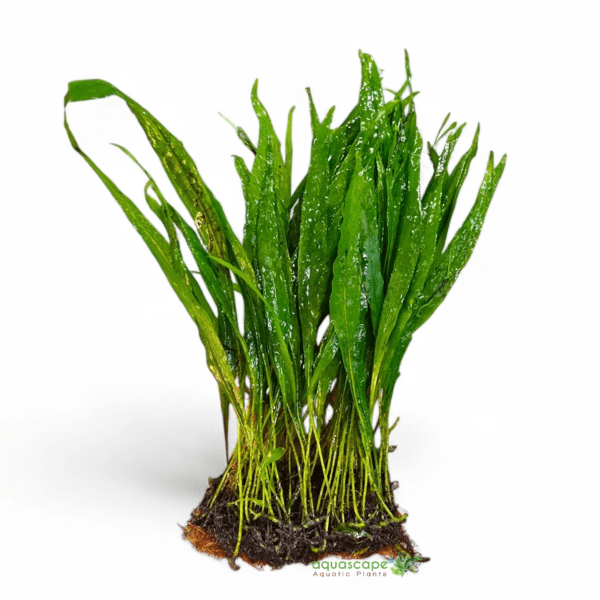 Java Fern Narrow Leaf — Grown on Pad - aquascape