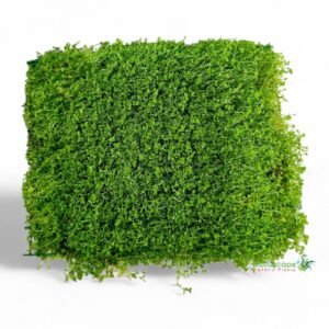 Hemianthus callitrichoides baby tears, Cuba pregrown carpet mat