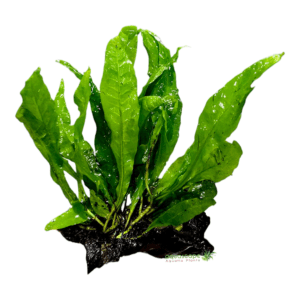 Java fern on Driftwood