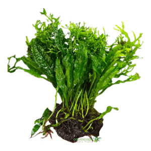 Java Fern Windelov Pre‑Attached on Driftwood