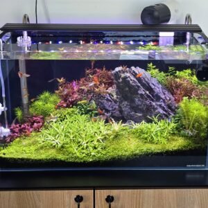 Aquascape 60p setup build