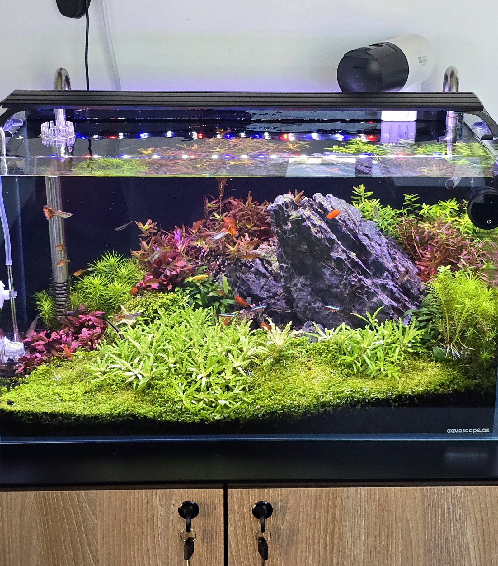 Aquascape 60p setup build
