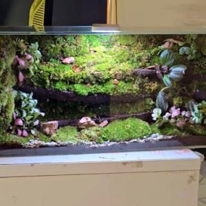 Natures Frame Terrarium