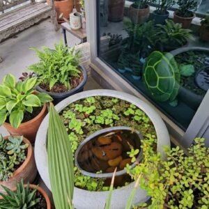 Balcony Mini Pond Kit | Indoor & Outdoor Tabletop Aquascape Ecosystem