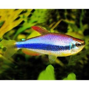 Blue Emperor Tetra