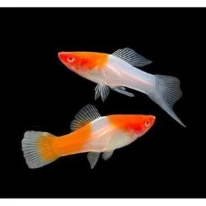 Albino Koi Swordtail Platy Fish