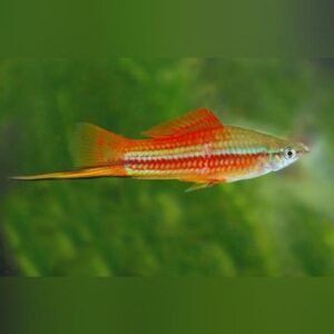 Pineapple Swordtail Platy Fish