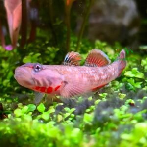 Flame Goby