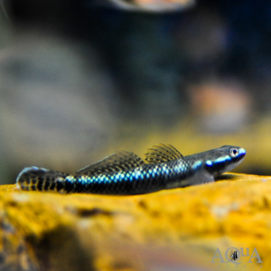 Blue Neon Goby