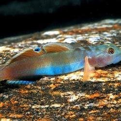 Red Papua Goby fish