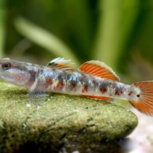 Flame Goby