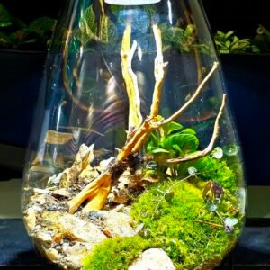 Premium Closed Ecosystem Terrarium with Integrated LED Light