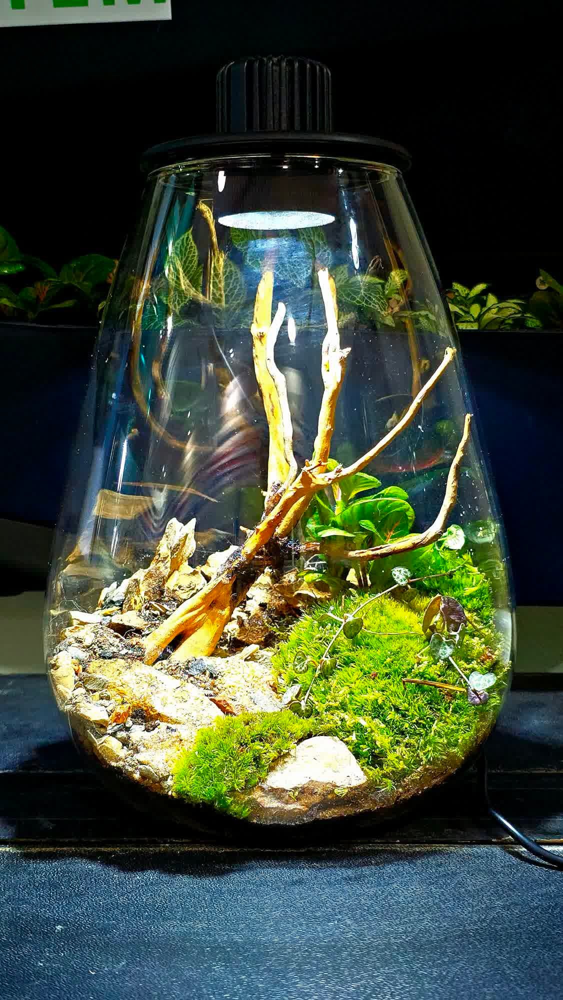 Premium Closed Ecosystem Terrarium with Integrated LED Light