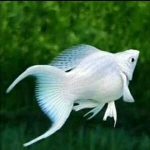 Buy Platinum Lyretail Molly Online UAE | Aquascape.ae
