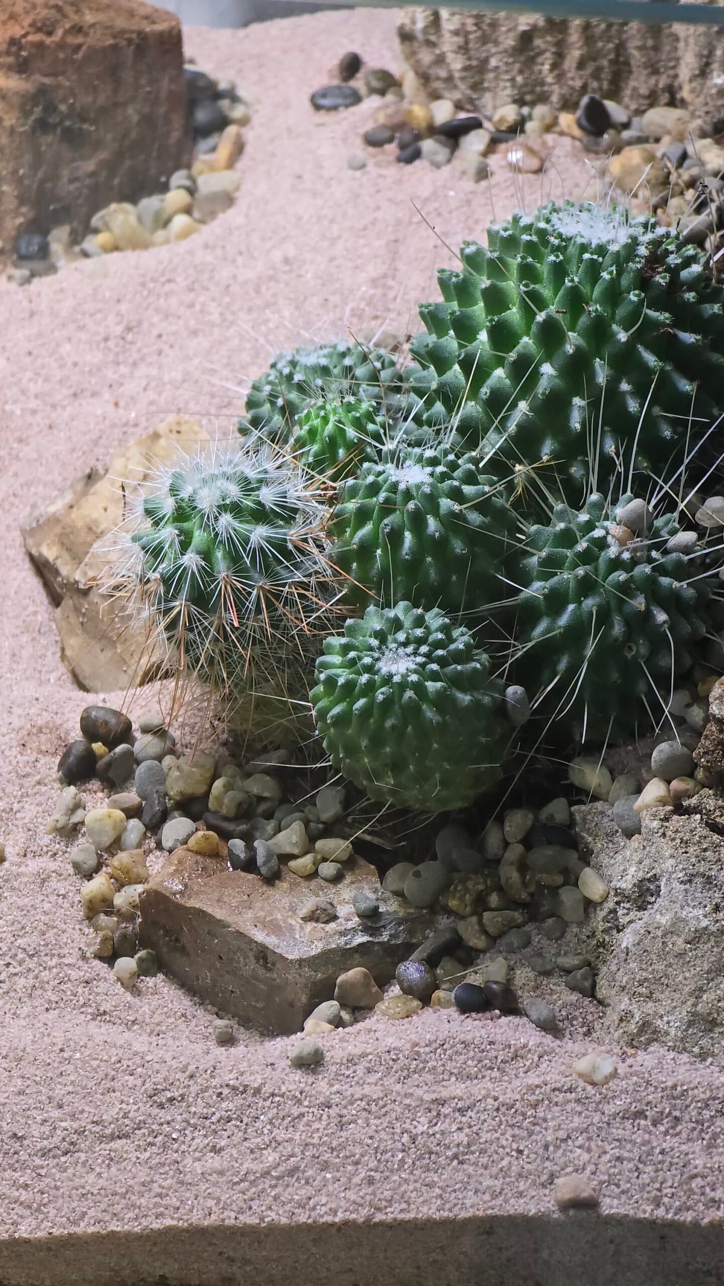 UAE Desert-Inspired Premium Succulent & Cactus Terrarium – By Aquascape.ae - Image 2