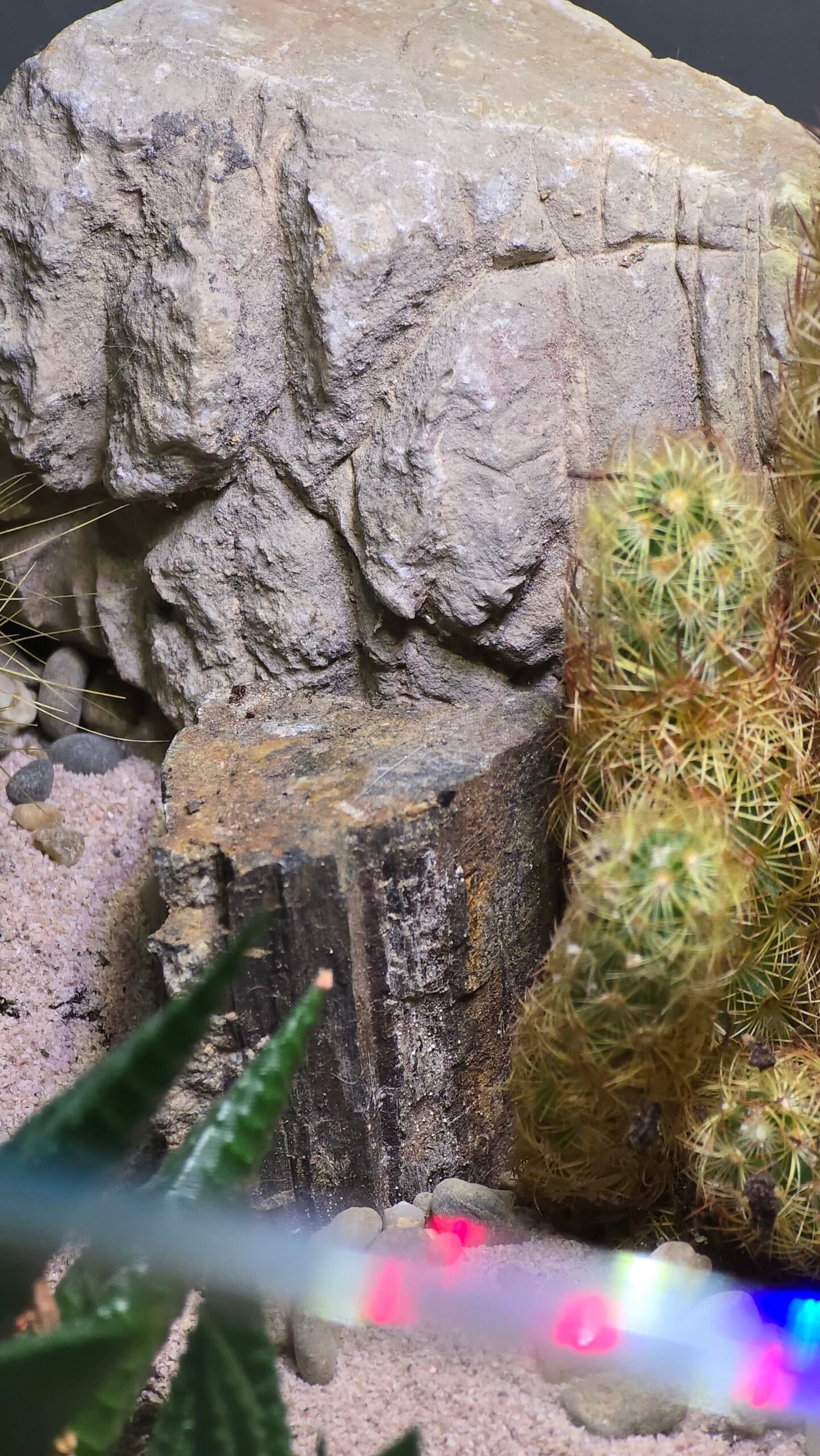 UAE Desert-Inspired Premium Succulent & Cactus Terrarium – By Aquascape.ae - Image 3