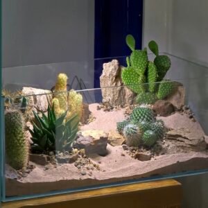 UAE Desert-Inspired Premium Succulent & Cactus Terrarium – By Aquascape.ae