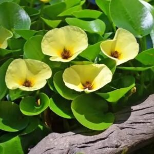 Hydrocleys nymphoides (Water Poppy) – Vibrant Flowering Pond Plant for UAE Gardens