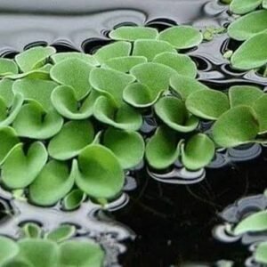 Salvinia Floating Pond Plant (Salvinia minima / auriculata)