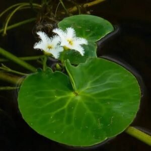 Nymphoides indica (Water Snowflake) – Aquatic Floating Plant for UAE Outdoor