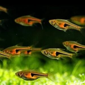 ​Hengeli Rasbora (Trigonostigma hengeli) – Glowlight Schooling Fish